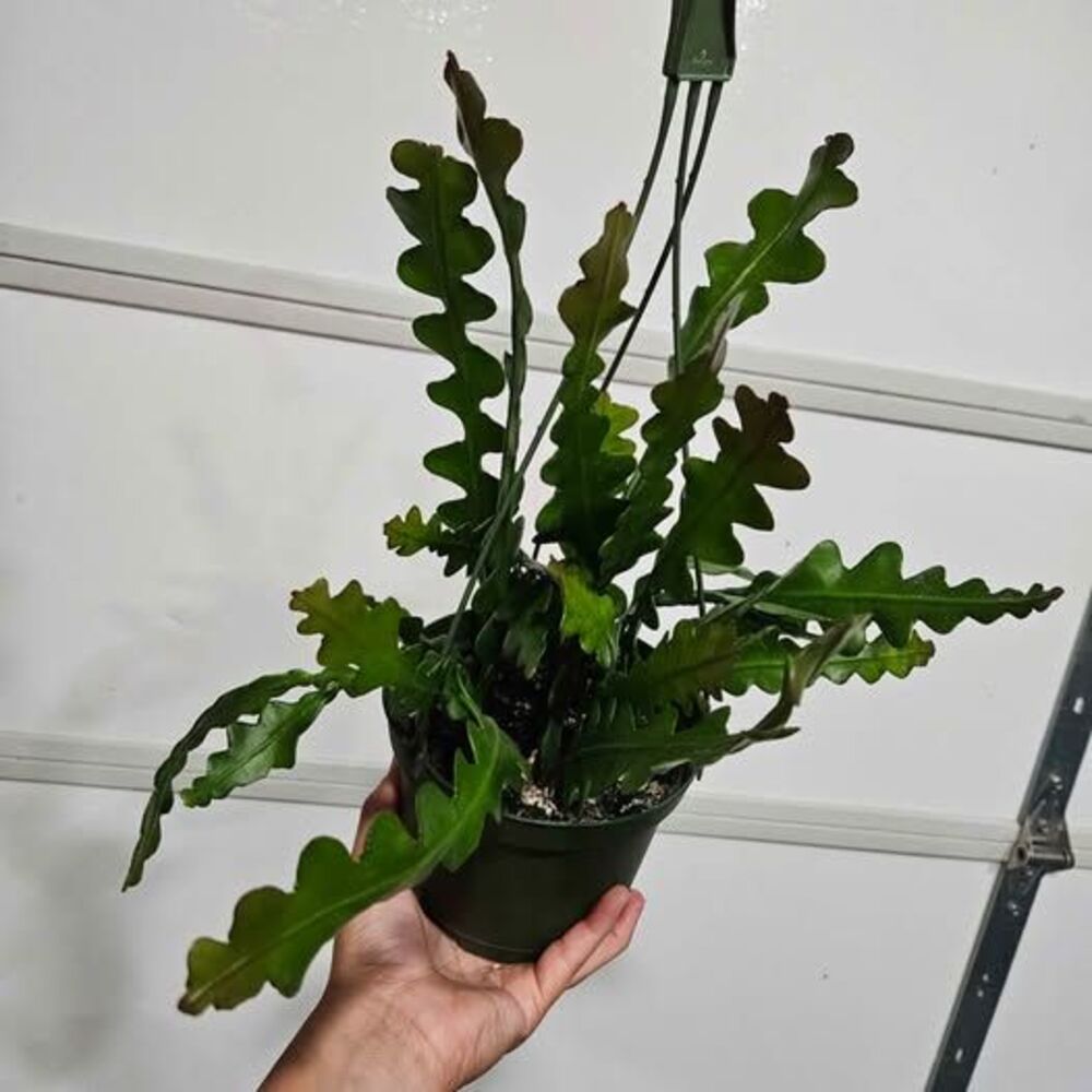 Fishbone Cactus hanging plant